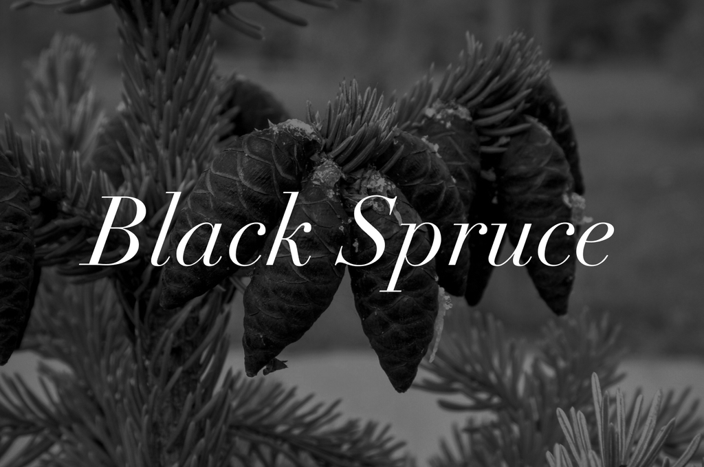 Spotlight on Black Spruce