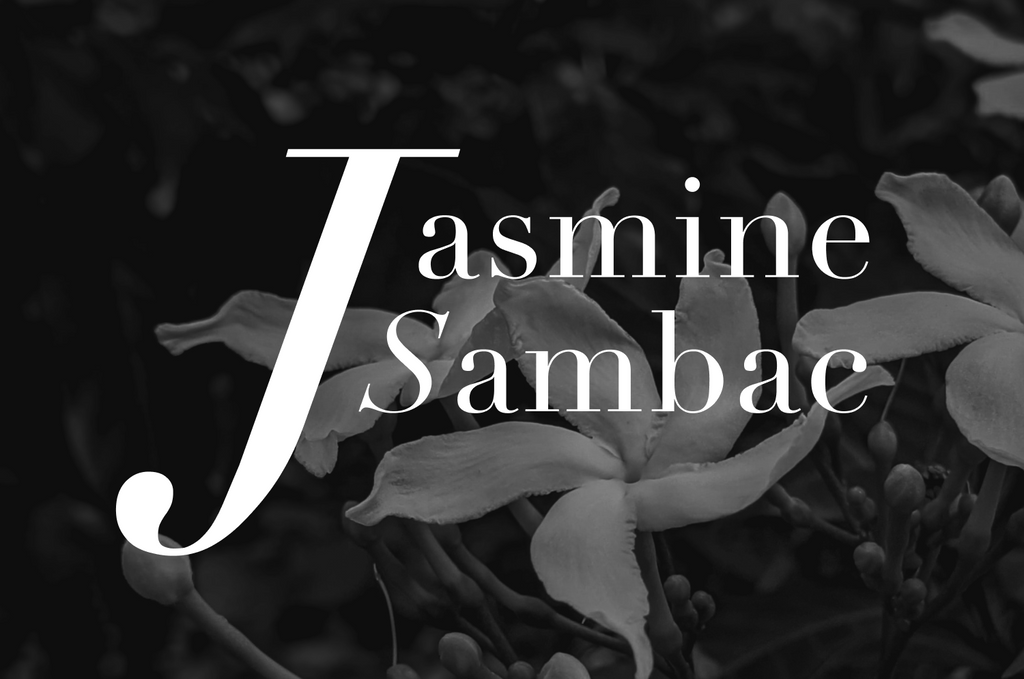 Jasmine Sambac