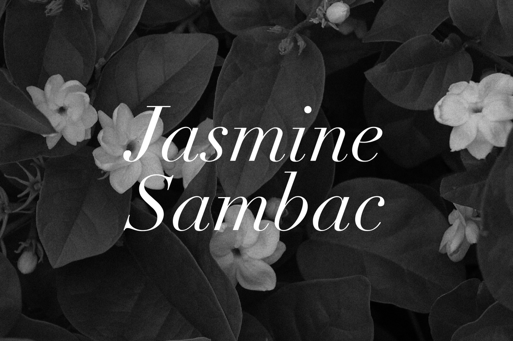 Jasmine's Influence on Consciousness