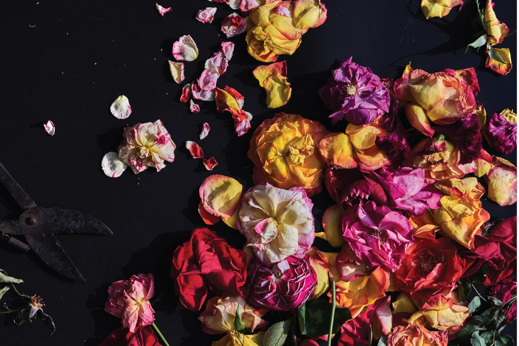 Plant Potential: Andrea Gentl - Recognizing Rose