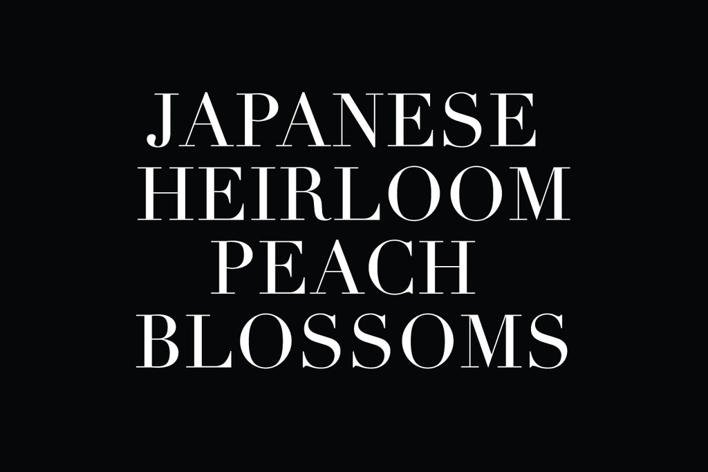Plant Potential: Matthew Kim - Japanese Heirloom Peach Blossoms