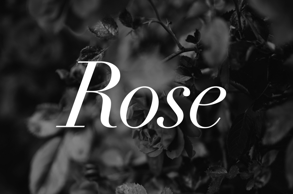 Rose Rhythms: The Queen of Flowers