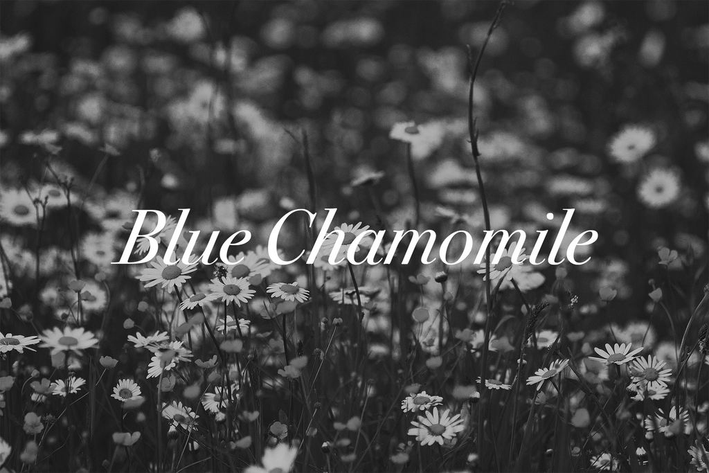 Cooling Blue Chamomile