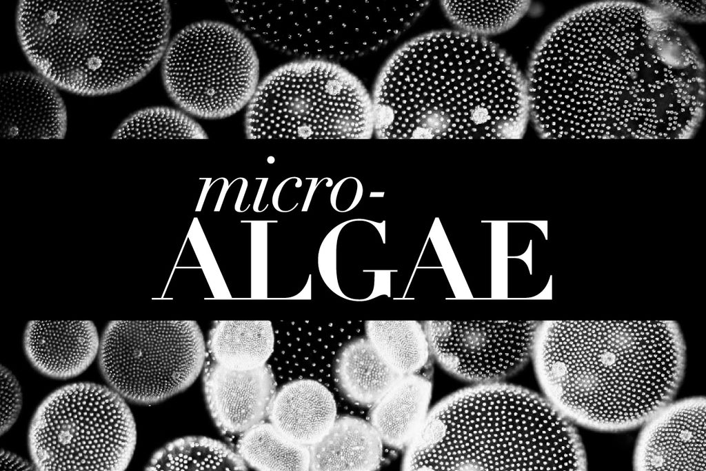 Microalgae: A Must-have Ingredient